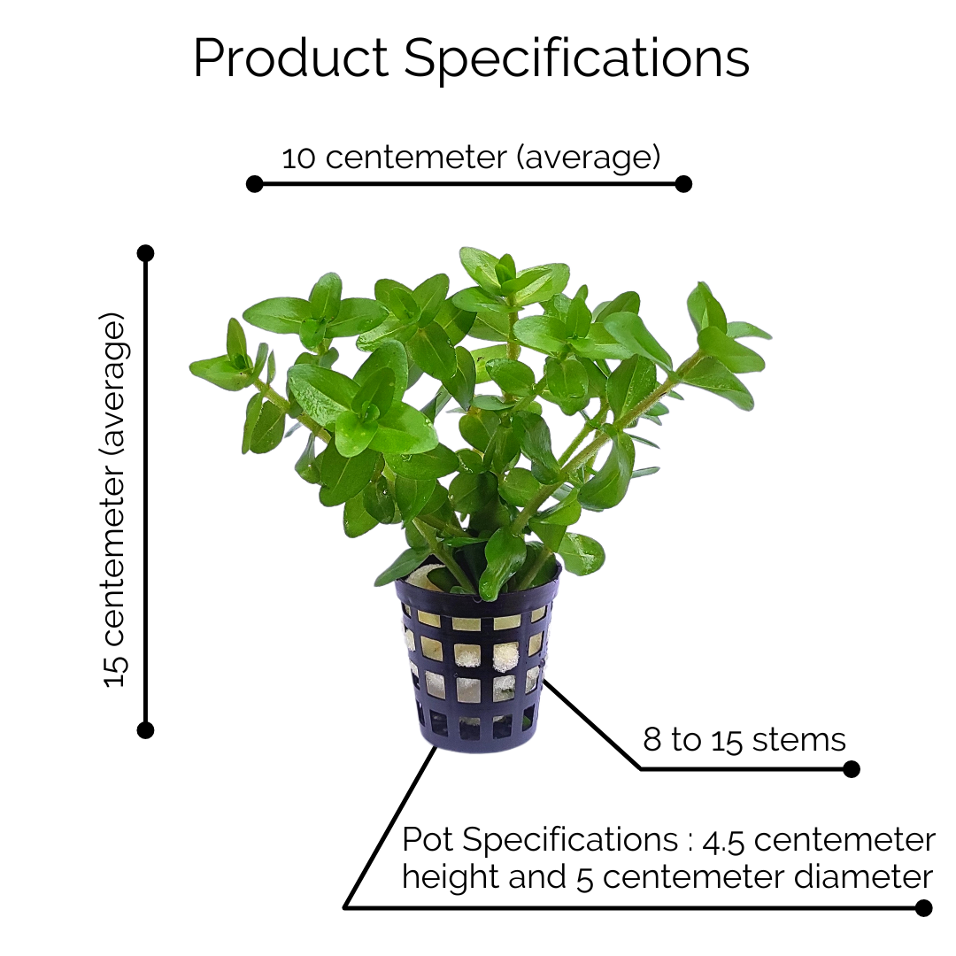 Bacopa caroliniana saffron red (pot) - Image 6