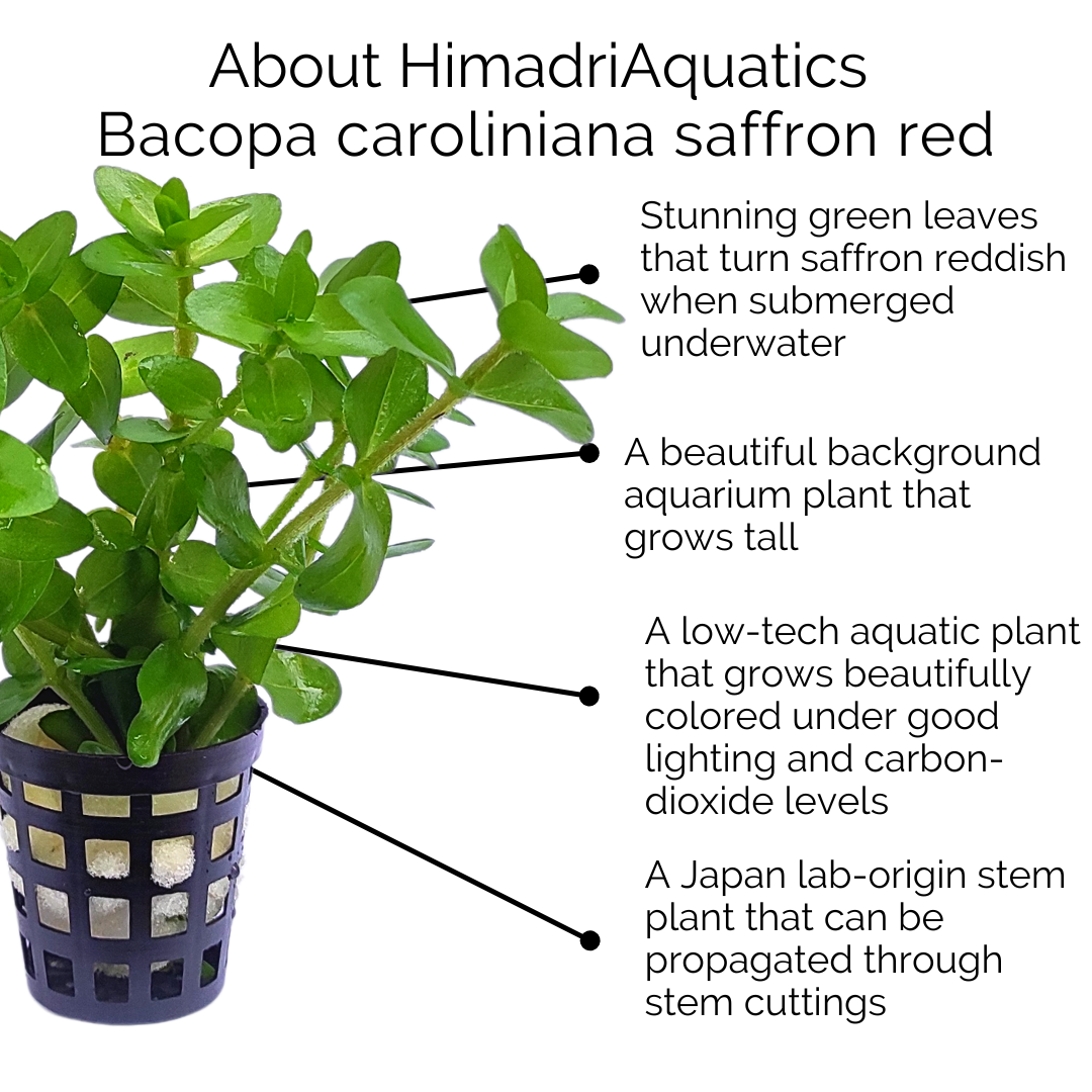 Bacopa caroliniana saffron red (pot) - Image 7