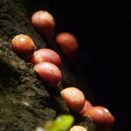 Pink lady snail(5 pcs)