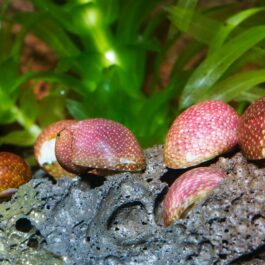 Pink lady snail(5 pcs)