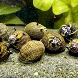Staghorn sun nerite snails (5pcs)
