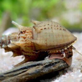 Horn trumpet snail(5 pcs)