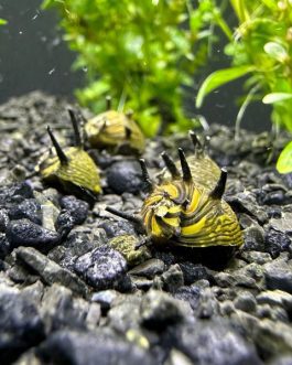 Staghorn sun nerite snails (5pcs)