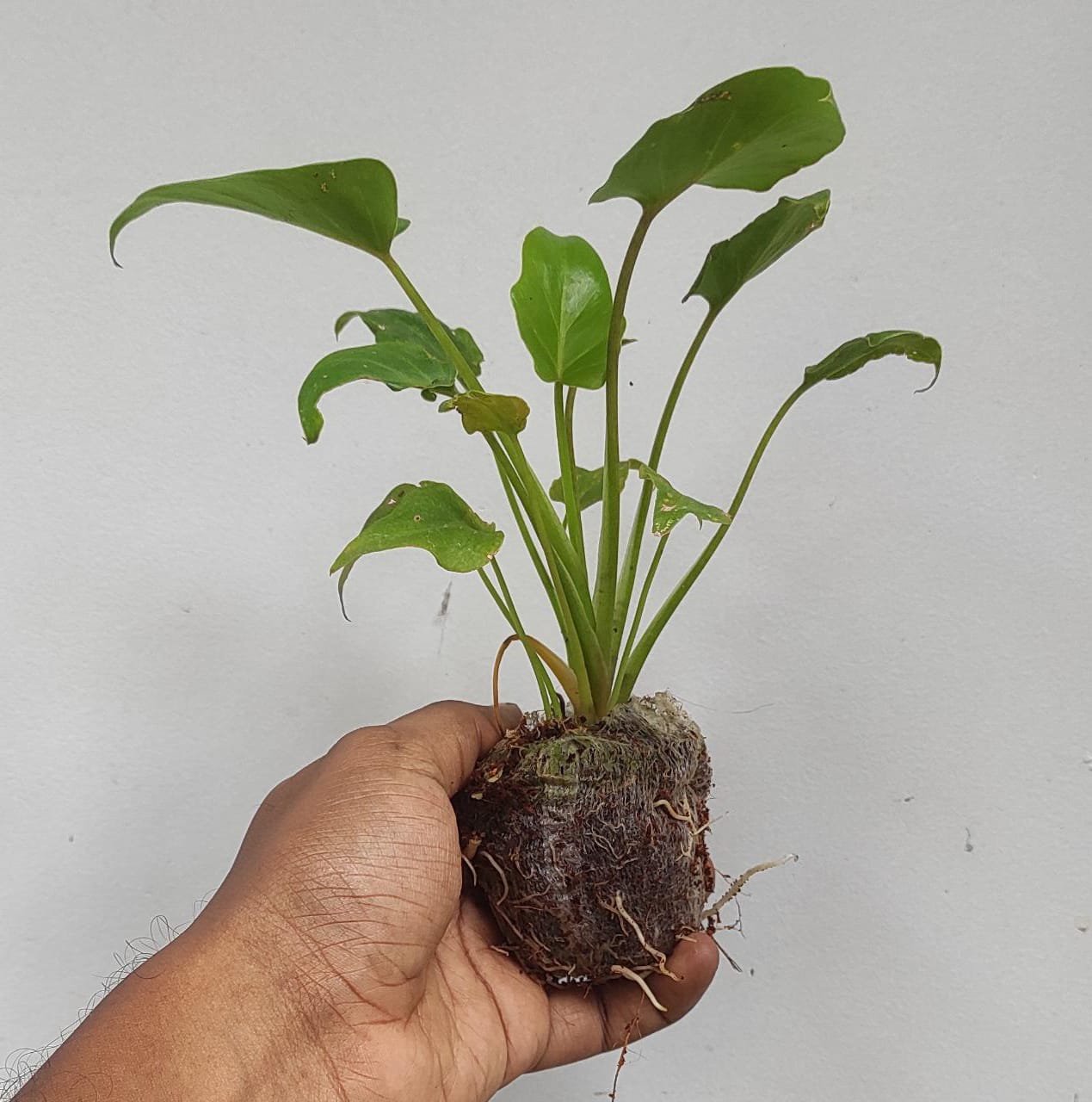 Philodendron Xanadu Green (jiffy sized plant) - Image 3