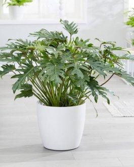 Philodendron Xanadu Green (jiffy sized plant)