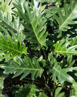 Philodendron Xanadu Green (jiffy sized plant)