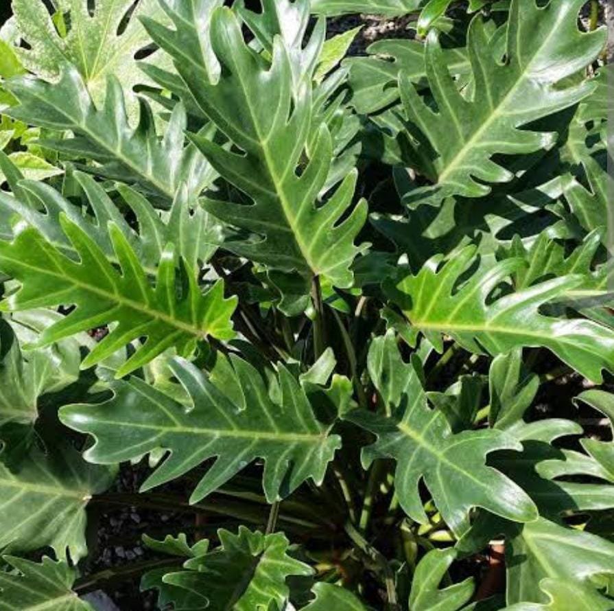 Philodendron Xanadu Green (jiffy sized plant) - Image 2