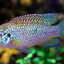 Turquoise blue jewel pair