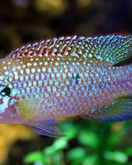 Turquoise blue jewel pair