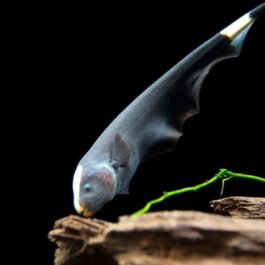 Ghost knife fish (1 fish)