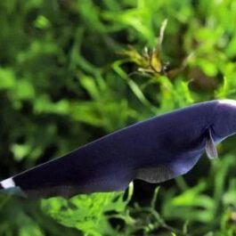 Ghost knife fish (1 fish)