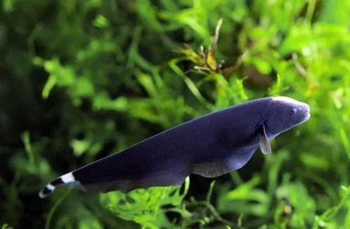 Ghost knife fish (1 fish)