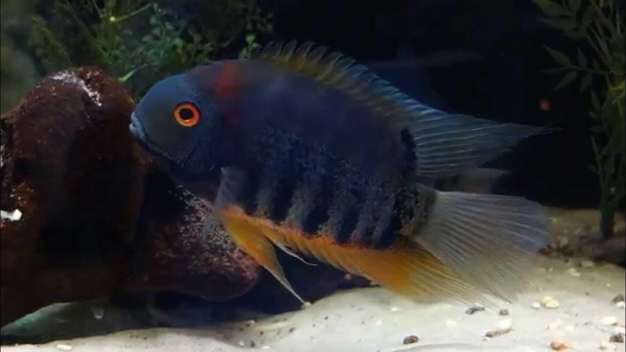 Green turquoise sevaram ( 1 large sized fish) - Image 3