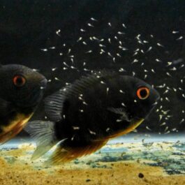 Green turquoise sevaram ( 1 large sized fish)