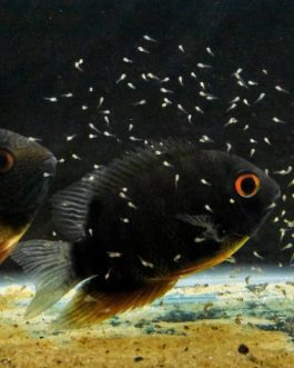 Green turquoise severum (3 fish)