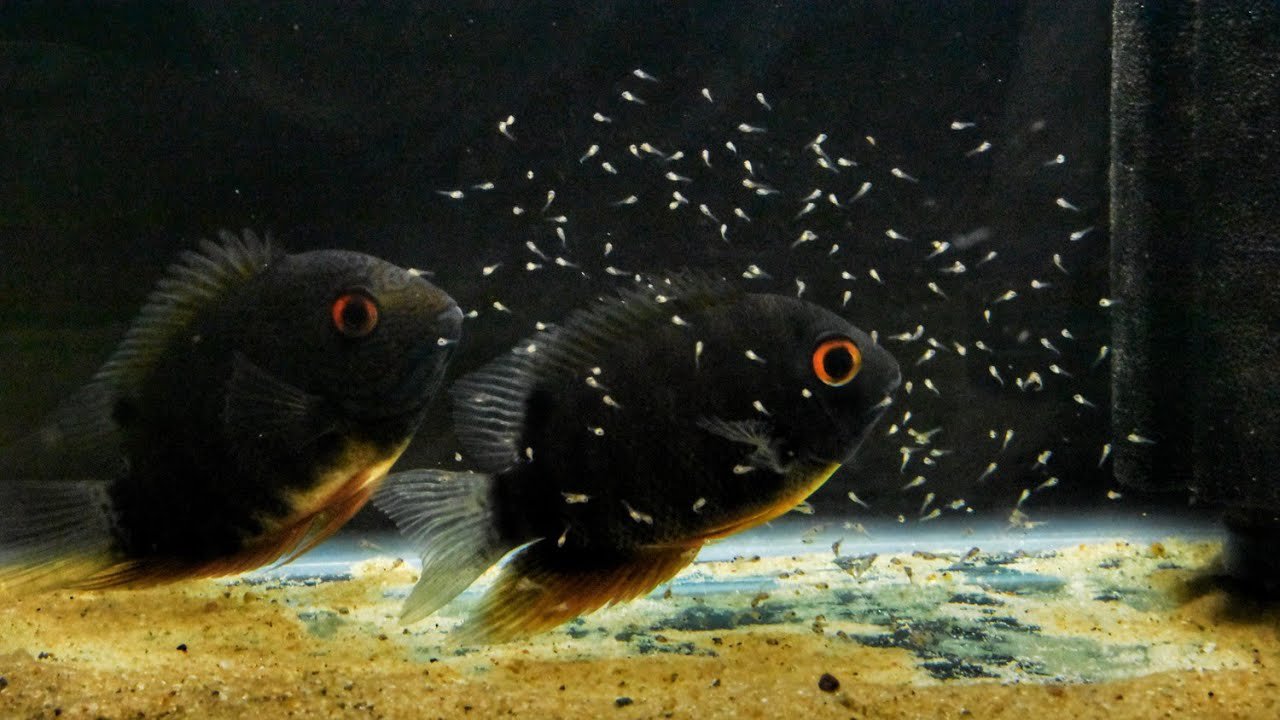 Green turquoise sevaram ( 1 large sized fish) - Image 2