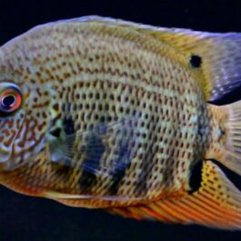 Green turquoise sevaram ( 1 large sized fish)