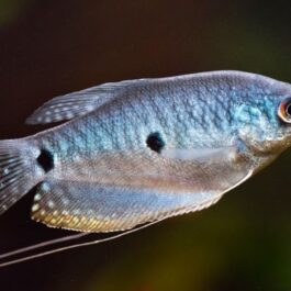 Blue Gourami (4 fishes)