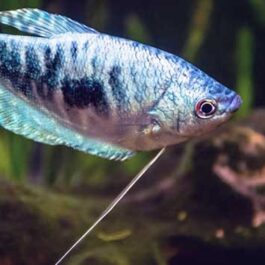 Blue Gourami (4 fishes)