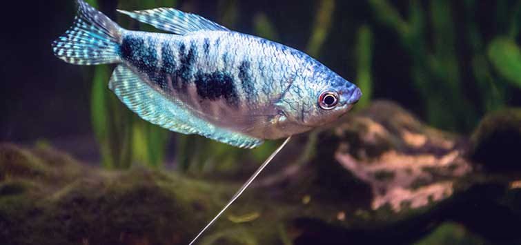 Blue Gourami (4 fishes) - Image 2
