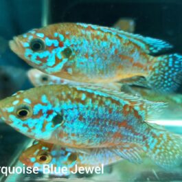 Turquoise blue jewel pair