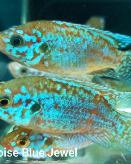 Turquoise blue jewel pair