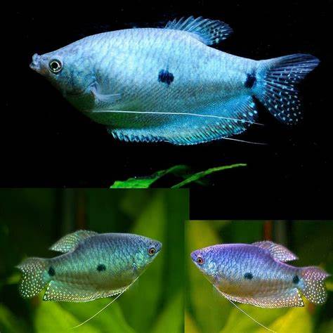 Blue Gourami (4 fishes) - Image 3