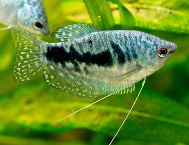 Blue Gourami (4 fishes) - Image 4
