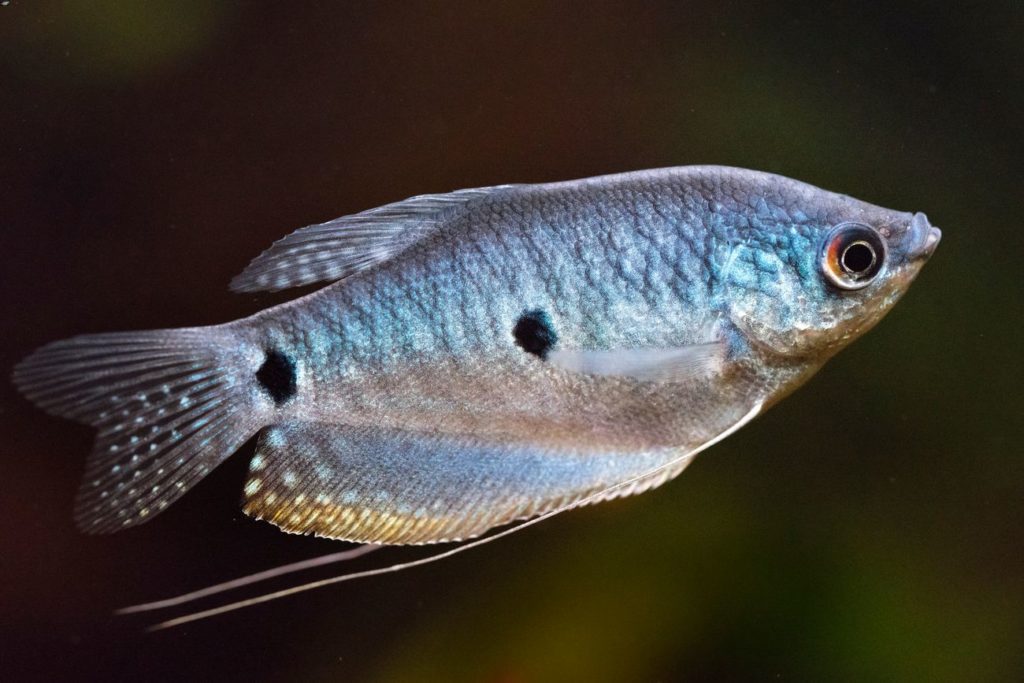 Blue Gourami (4 fishes) - Image 5