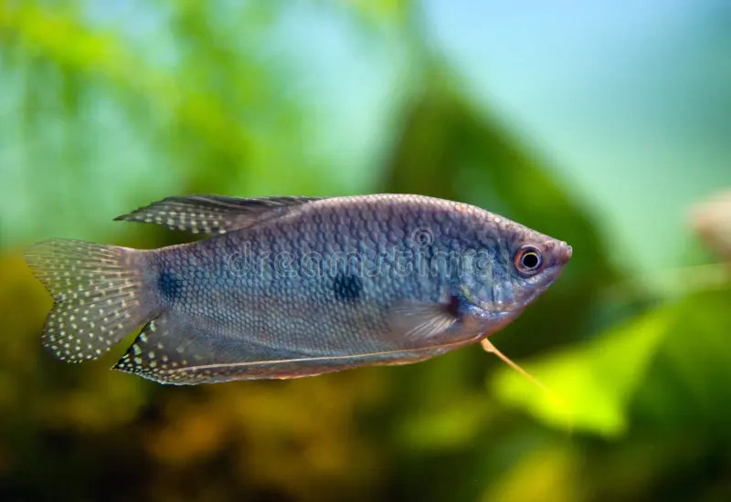 Blue Gourami (4 fishes) - Image 6
