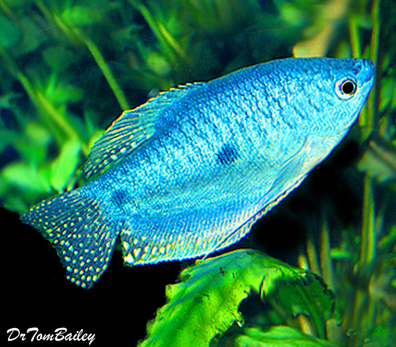 Blue Gourami (4 fishes) - Image 8
