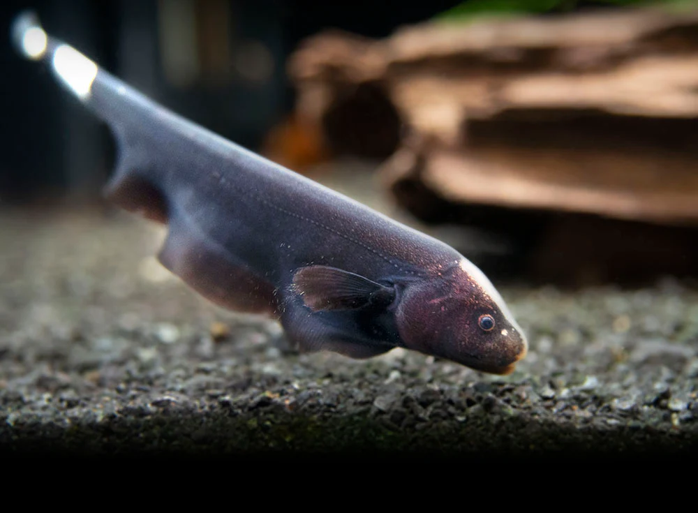 Ghost knife fish (1 fish) - Image 3