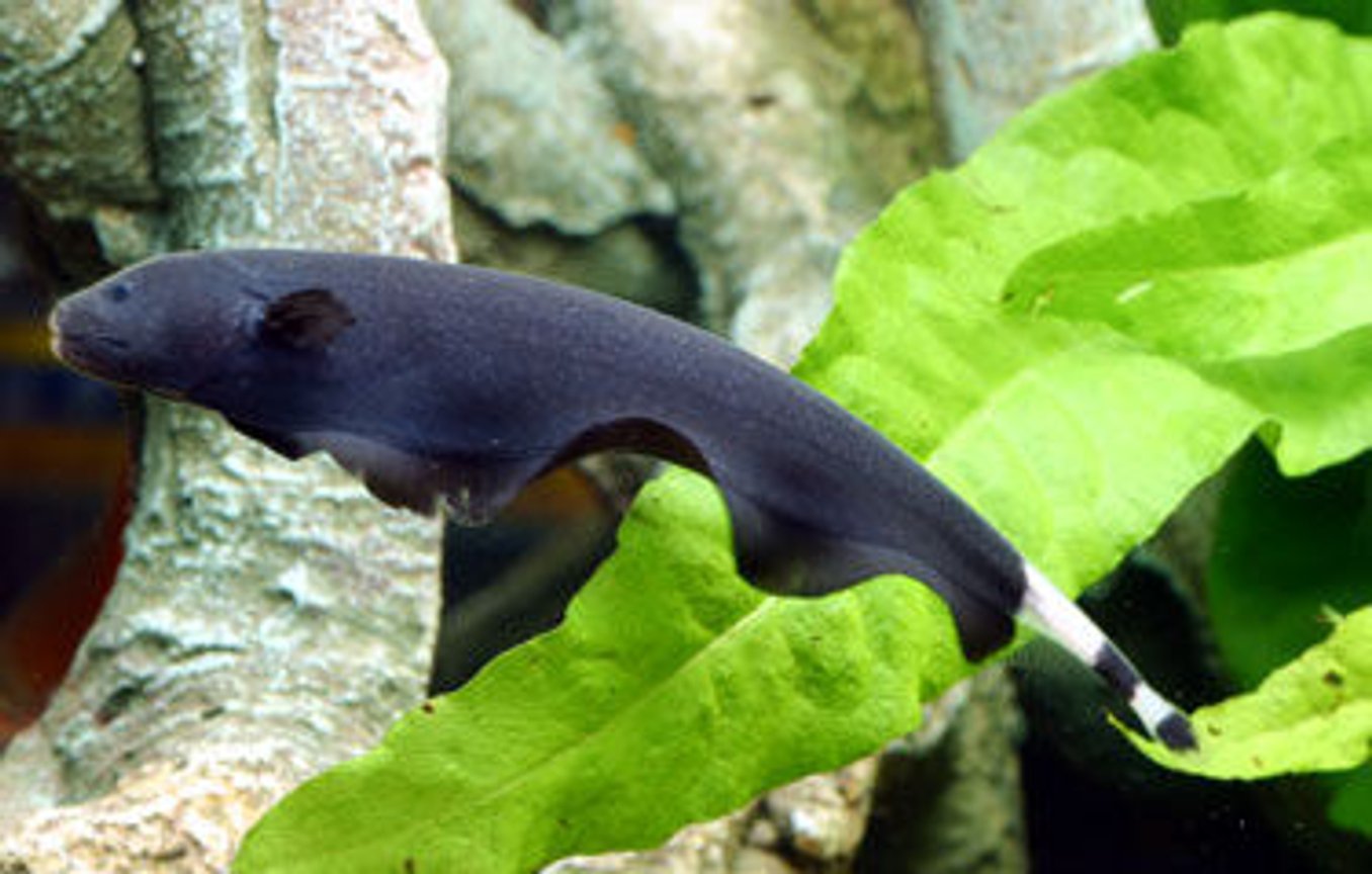 Ghost knife fish (1 fish) - Image 4
