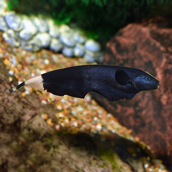 Ghost knife fish (1 fish) - Image 5