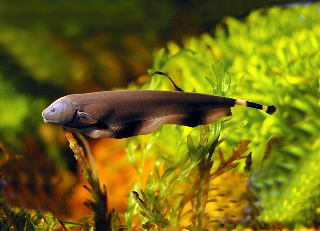 Ghost knife fish (1 fish) - Image 6