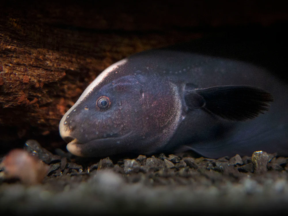 Ghost knife fish (1 fish) - Image 7