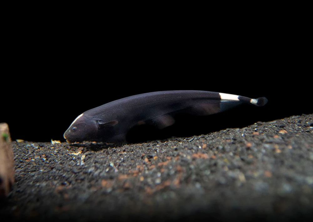 Ghost knife fish (1 fish) - Image 8