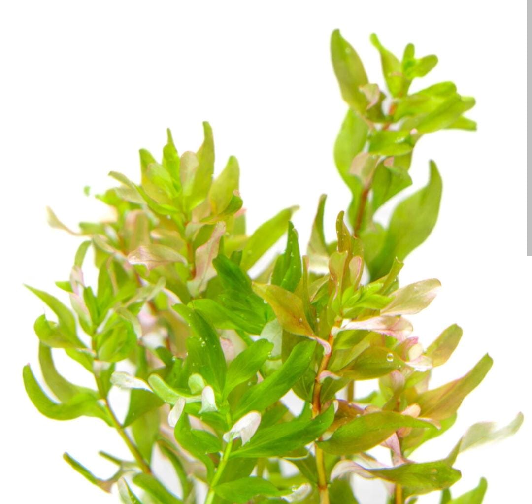 Rotala macrandra Bangladesh(6 stems) - Image 3