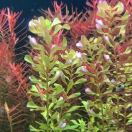 Rotala macrandra Bangladesh(6 stems)