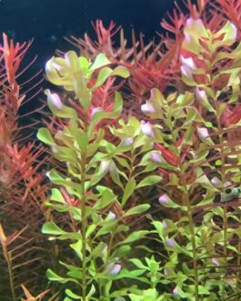 Rotala macrandra Bangladesh(6 stems)