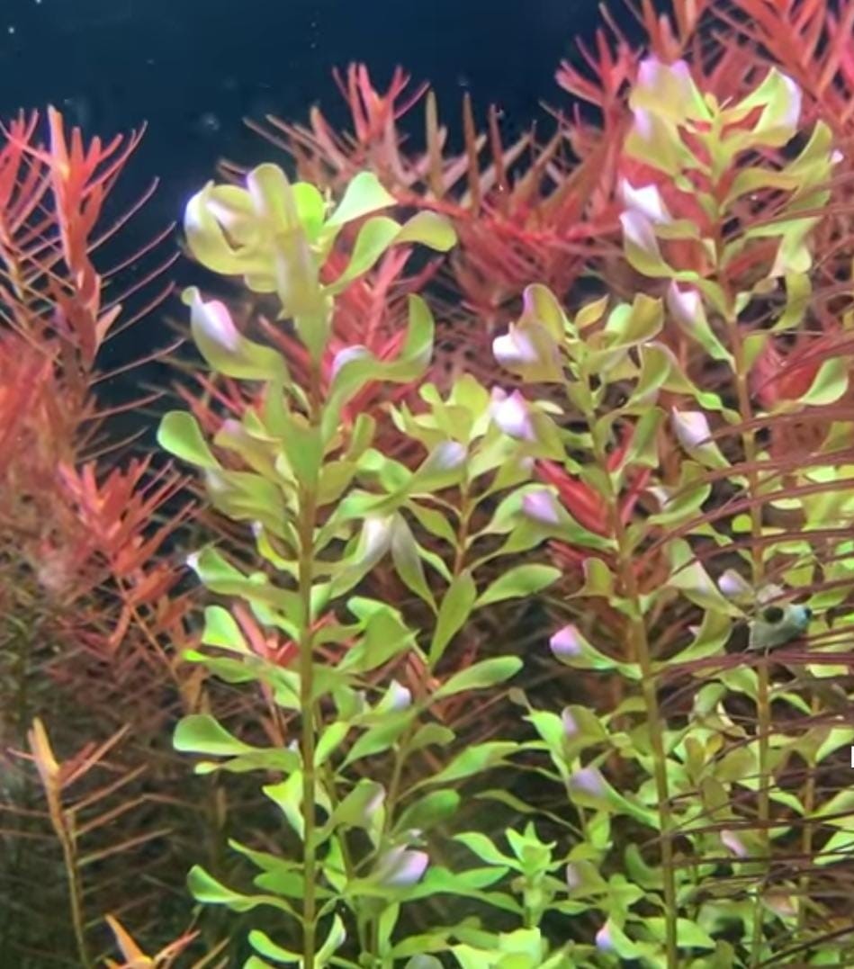 Rotala macrandra Bangladesh(6 stems)