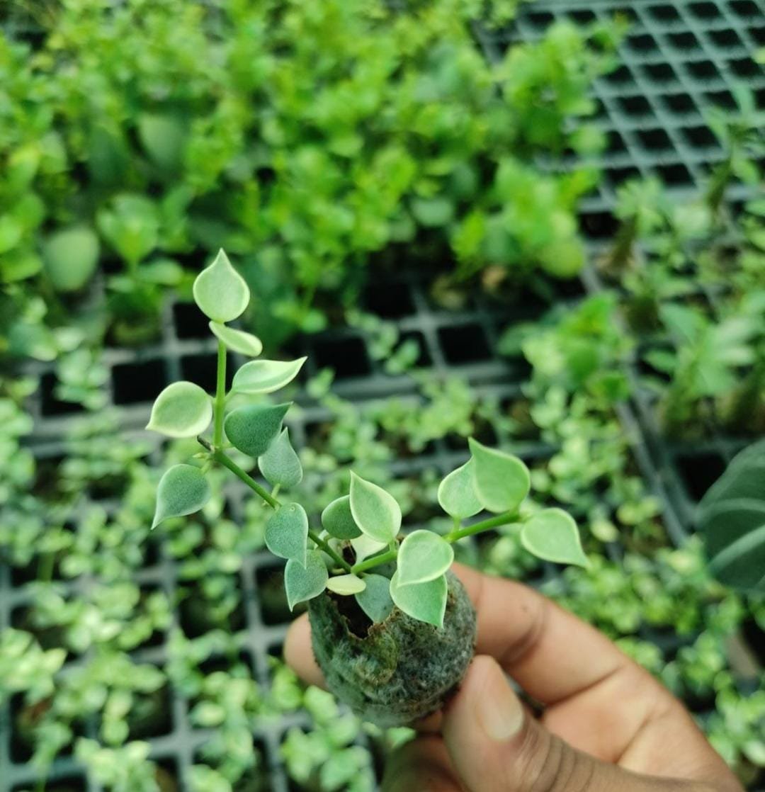 String of millions variegated (jiffy plant) - Image 4