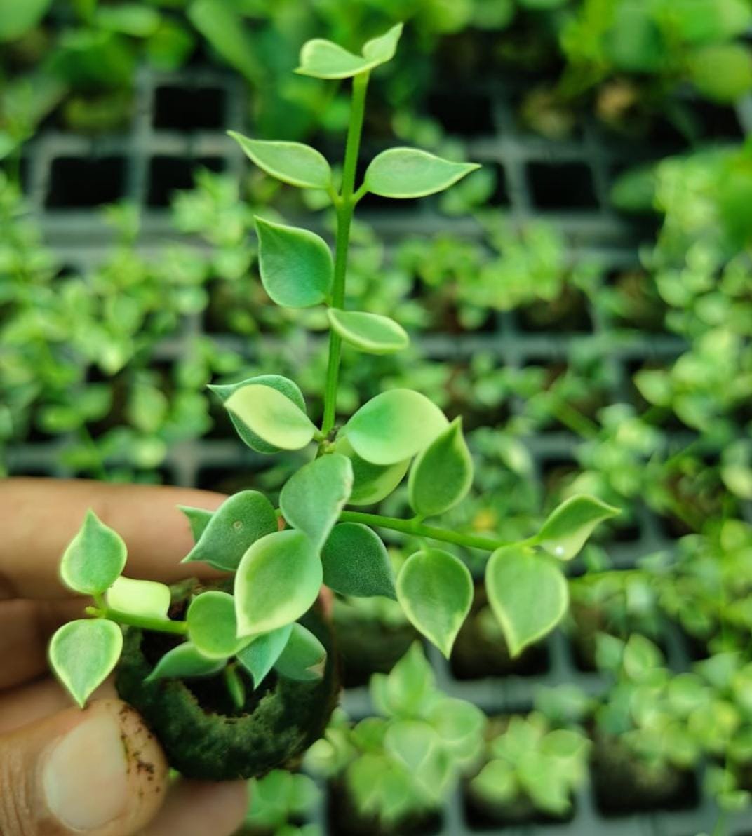 String of millions variegated (jiffy plant) - Image 3
