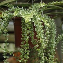String of millions variegated (jiffy plant)
