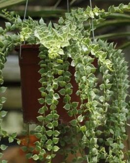 String of millions variegated (jiffy plant)