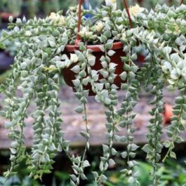 String of millions variegated (jiffy plant)