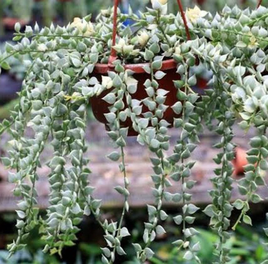 String of millions variegated (jiffy plant) - Image 2