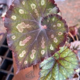Dotted spiral leaf begonia (jiffy)