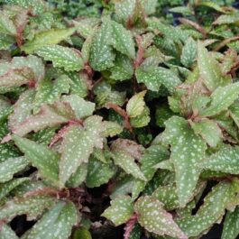 Angel begonia (jiffy sized)