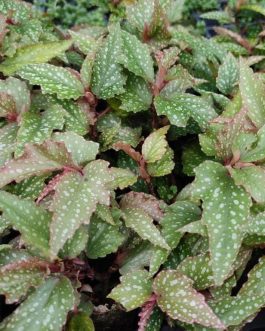 Angel begonia (jiffy sized)